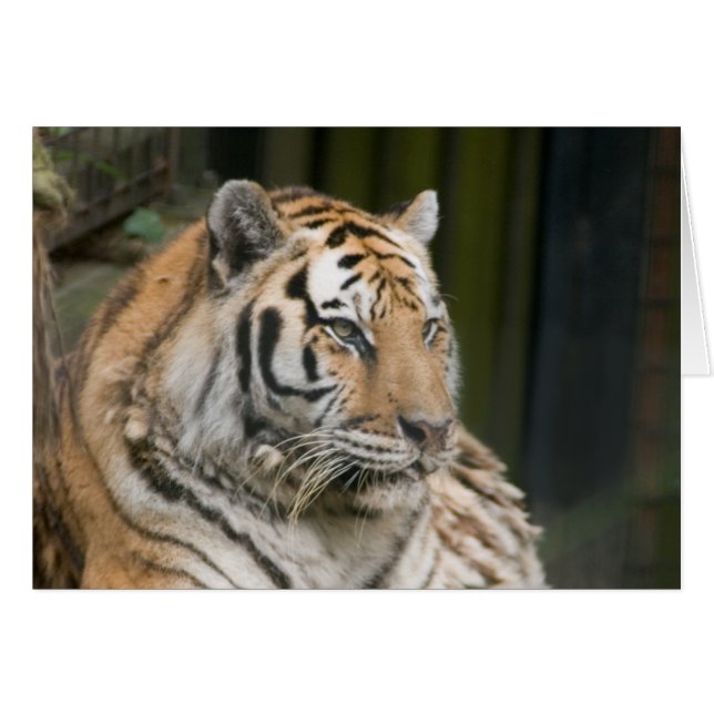 Tigre (Anverso (Horizontal))