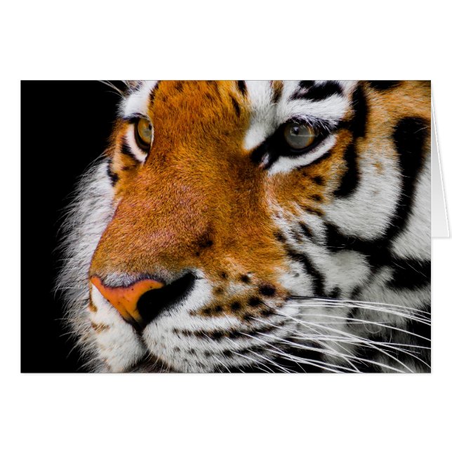 Tigre (Anverso (Horizontal))