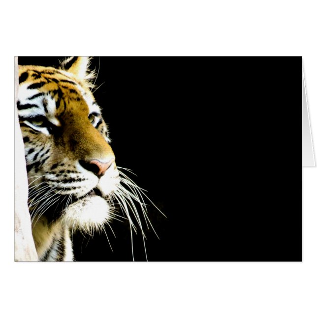 Tigre (Anverso (Horizontal))