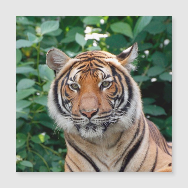Tigre 001 (Anverso)