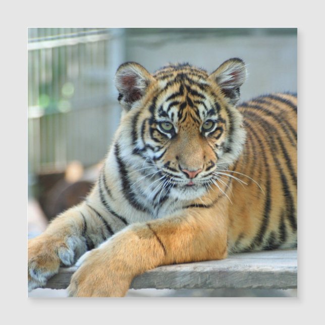 Tigre 034 (Anverso)