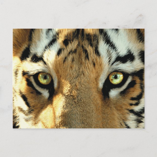 Tigre 1 - Postal (Anverso)