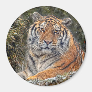 Tigre 3" real imán