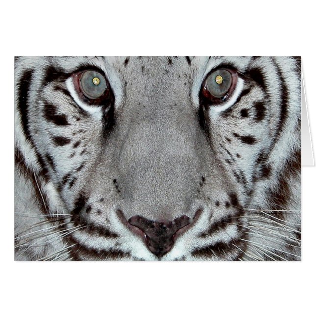 Tigre blanco (Anverso (Horizontal))