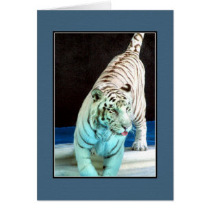 Tigre blanco