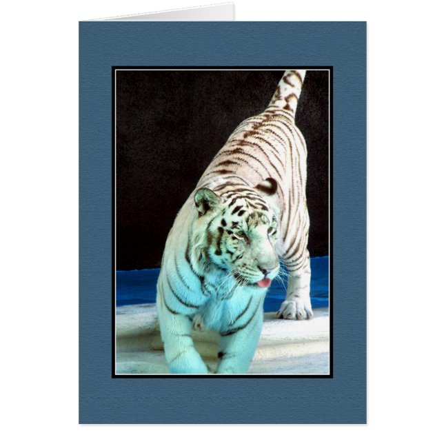 Tigre blanco (Frente)