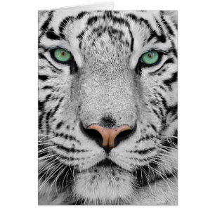 Tigre blanco