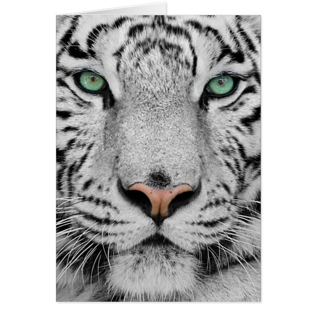 Tigre blanco (Frente)