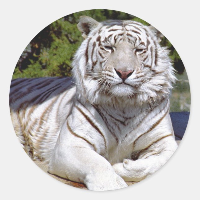 Tigre blanco 9 Pegatinas (Anverso)