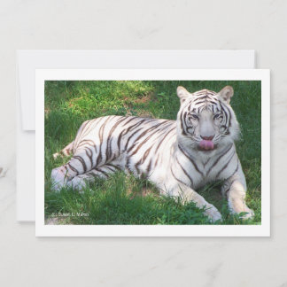 Tigre blanco con ojos azules que se ahogan en la n