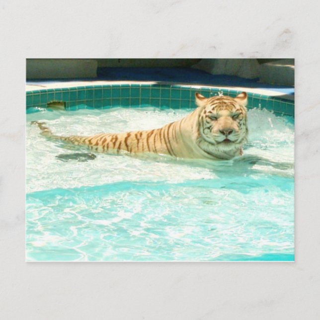 Tigre blanco en el piscina-Año de la postal del (Anverso)