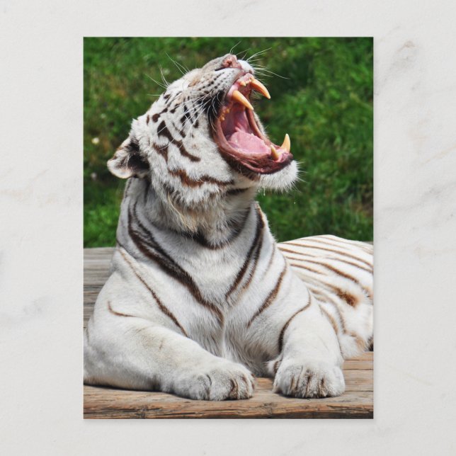 Tigre Blanco, Postal de Tigre de Bengala (Anverso)