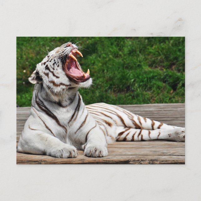 Tigre Blanco, Postal de Tigre de Bengala (Anverso)