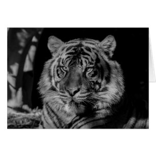 Tigre blanco y negro