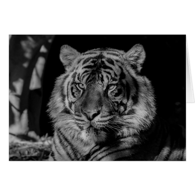 Tigre blanco y negro (Anverso (Horizontal))