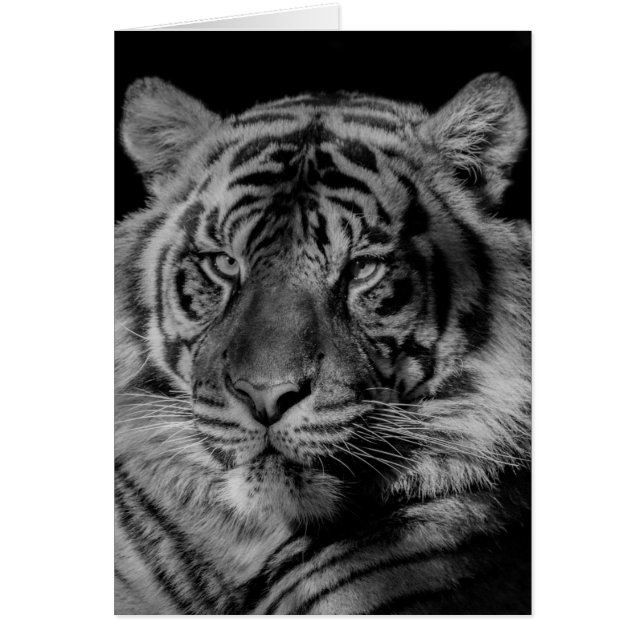 Tigre blanco y negro (Frente)