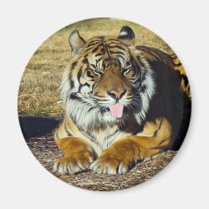 Tigre con un imán del tude del `