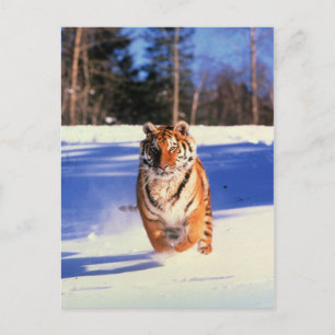 Tigre corriendo en la postal de la foto a color de