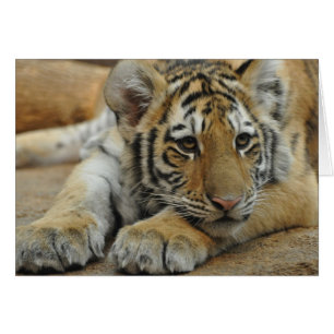 Tigre Cub de Amur