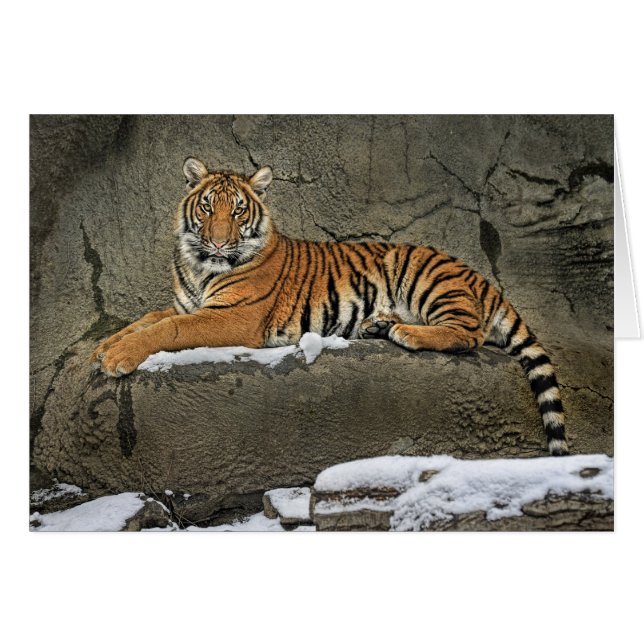 Tigre Cub escultural (Anverso (Horizontal))