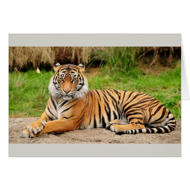Tigre de Bengala (Anverso (Horizontal))