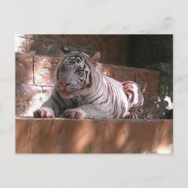 Tigre de Bengala Blanca, postal de Trinidad