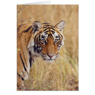 Tigre de Bengala Real