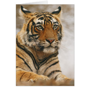 Tigre de Bengala Real sobre la roca, Ranthambhor