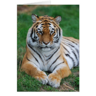 Tigre de Siberia