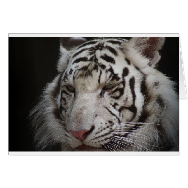 Tigre de Siberia (Anverso (Horizontal))