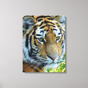 Tigre de Siberia, Tigre de Amur Lienzo Envolvido