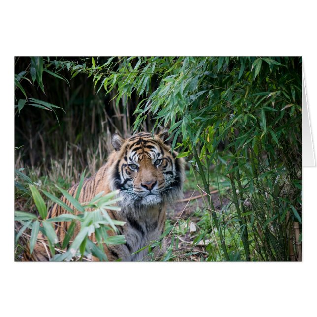Tigre de Sumatra (Anverso (Horizontal))