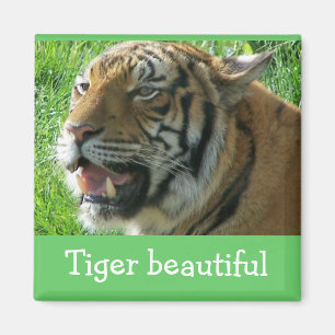 Tigre del imán hermoso