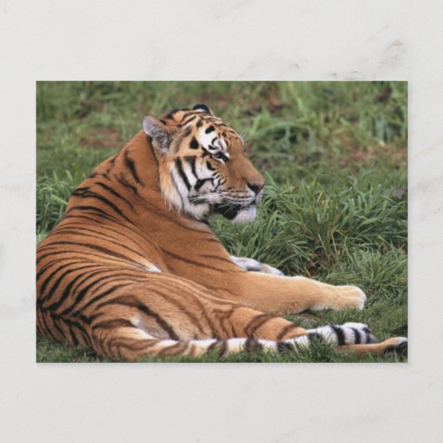 Tigre descansando en la postal de la hierba (Anverso)