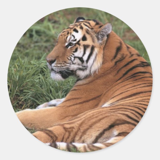 Tigre durmiendo en Pegatinas de hierba (Anverso)