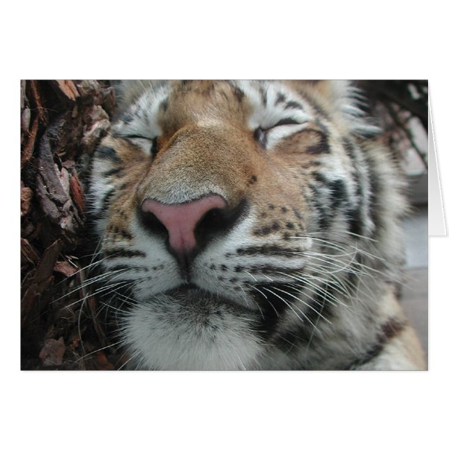 Tigre durmiente (Anverso (Horizontal))