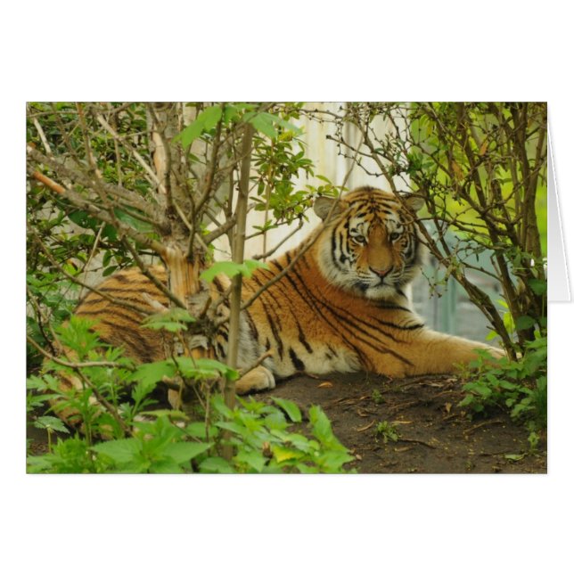 Tigre en el bosque (Anverso (Horizontal))