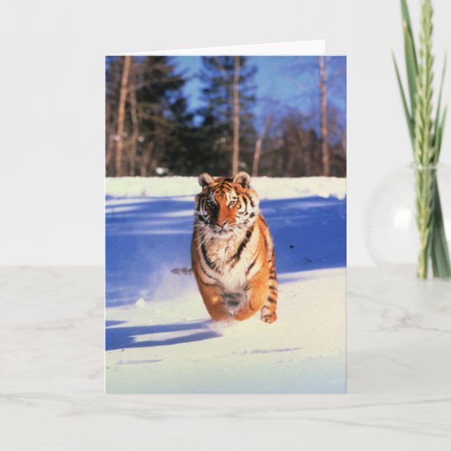 Tigre en marcha con tarjeta de saludo de fotos de  (Anverso)