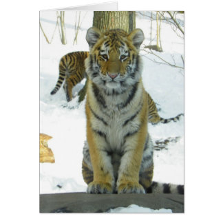 Tigre en retrato de nieve