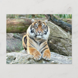Tigre fotográfico, animales. postal