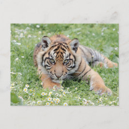 Tigre fotográfico, animales. postal