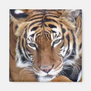 Tigre - imán