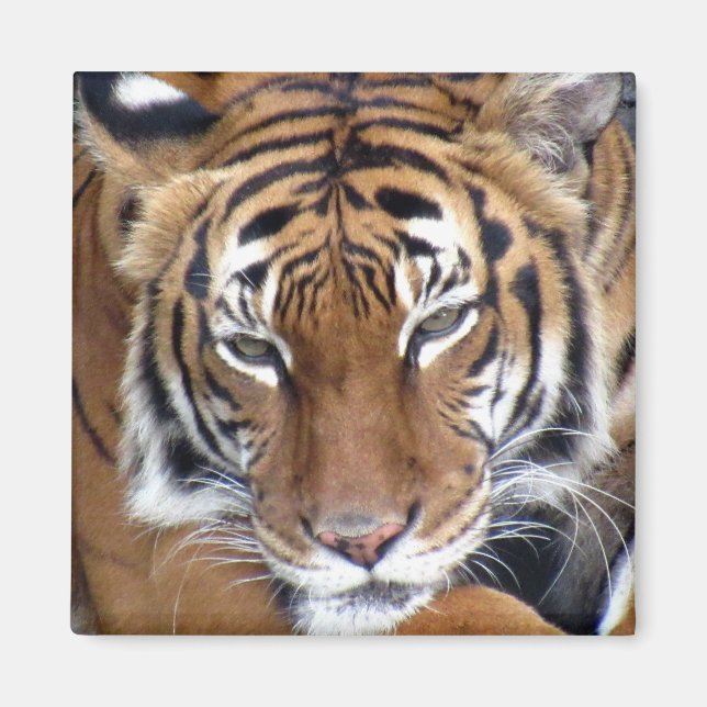Tigre - imán (Frente)