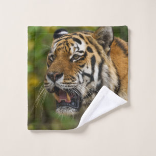 Tigre mostrando sus dientes