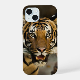 Tigre Siberiano