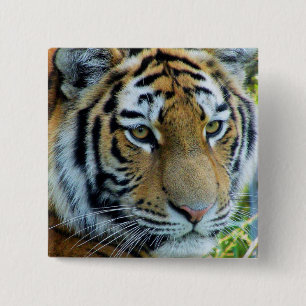 Tigre siberiano, botón del tigre de Amur