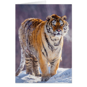 Tigre siberiano en la nieve, China