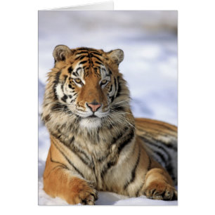 Tigre siberiano, Panthera tigris altaica, Asia