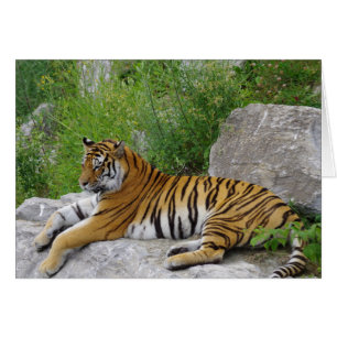 Tigre Siberiano Relajándose en una Roca