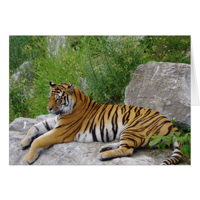 Tigre Siberiano Relajándose en una Roca (Anverso (Horizontal))